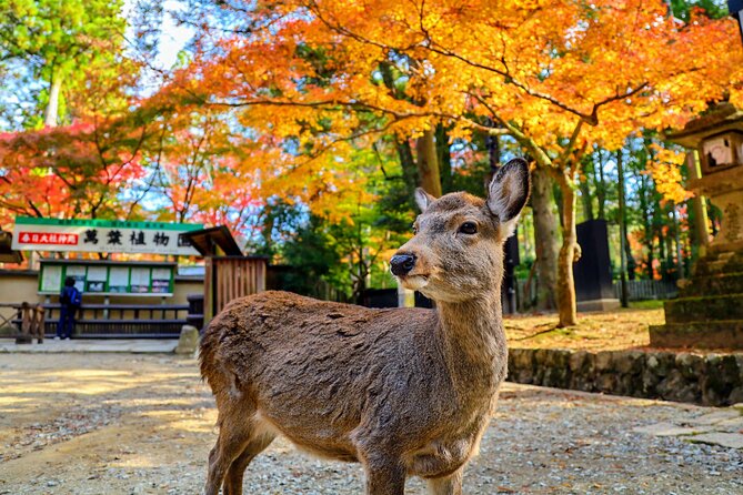 World Heritage Kyoto & Nara Uji Authentic Matcha Experience - Why this Nara and Uji day trip works well